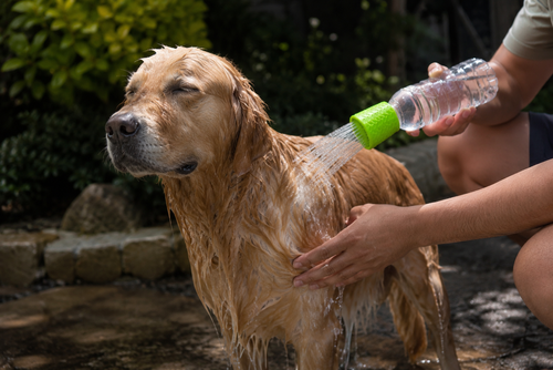 Douche Portable pour Chien